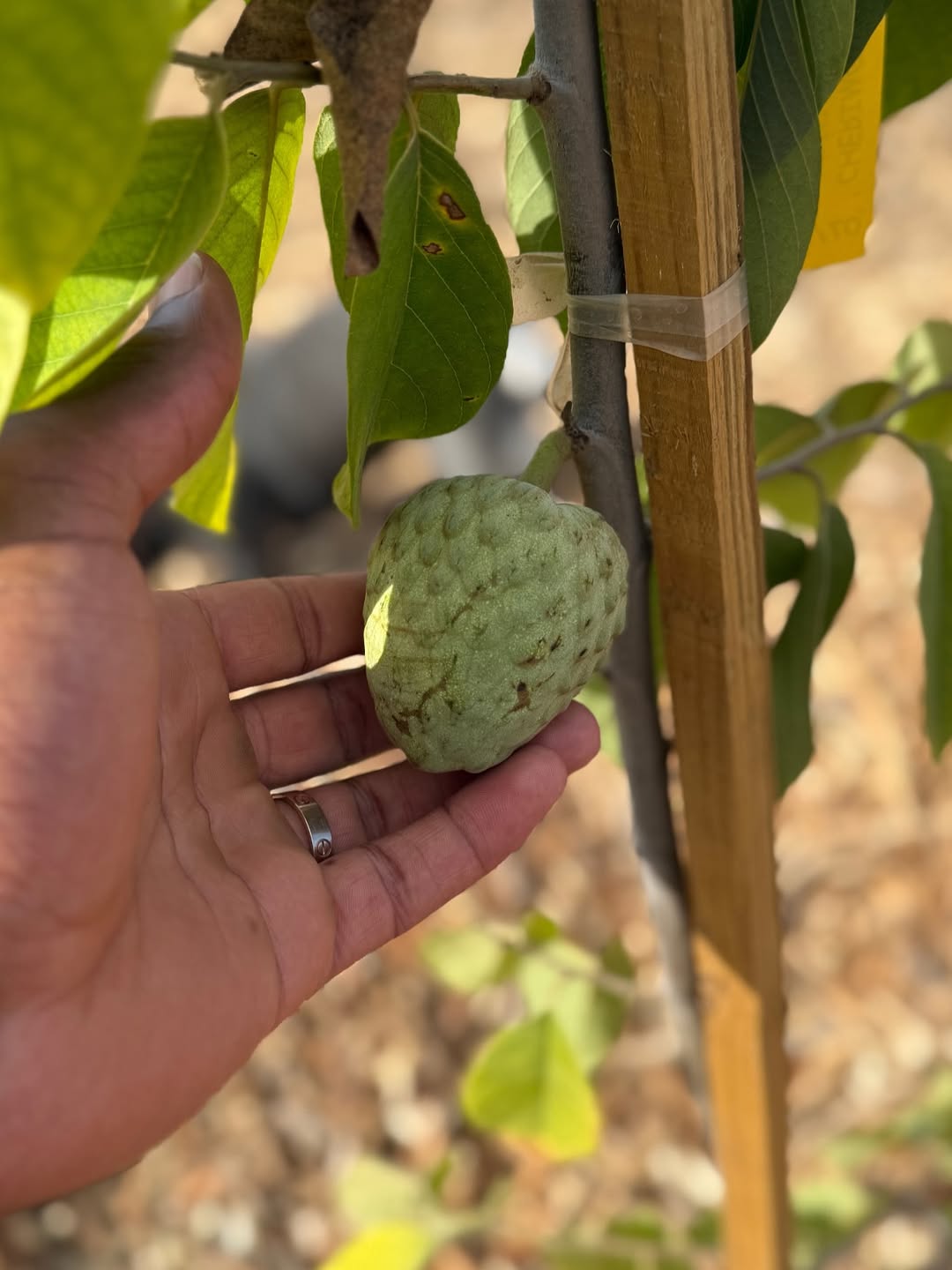 img, 近照与球迷 img, 近照与球迷